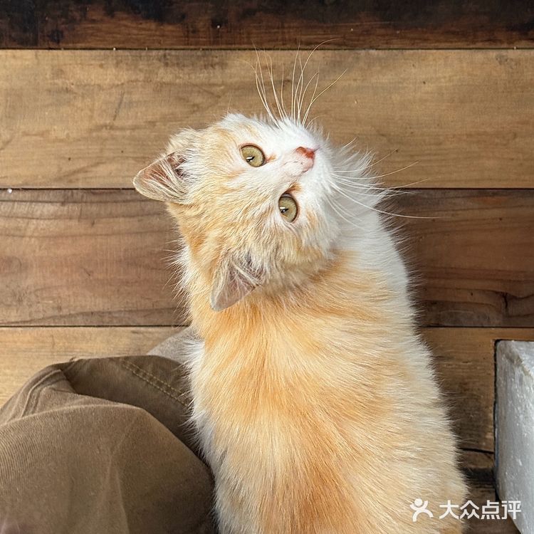 北京京郊新店！！🐈可爱猫猫日式氛围小店🍐
