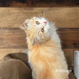 北京京郊新店！！🐈可爱猫猫日式氛围小店🍐
