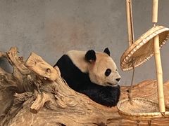 -云南野生动物园