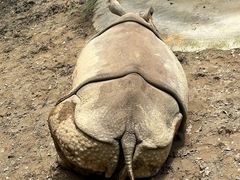 -上海野生动物园