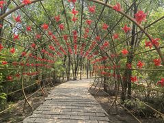 -西青郊野公园