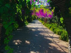 -呀路古热带植物园