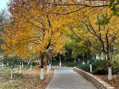 -大兴滨河森林公园