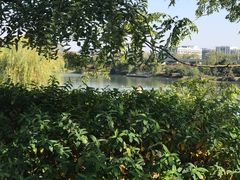 -羊山湖公园