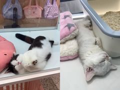 -babydoll猫舍·米努特·德文·缅因(久光中心店)