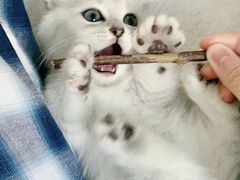-飞行喵MR PILOT|猫舍·猫咖(静安大融城店)