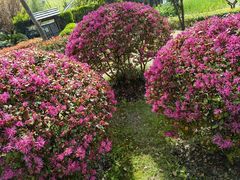 -新虹桥中心花园