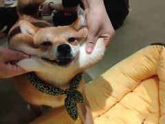 -逗柴咖啡屋·狗咖猫咖宠物桌游