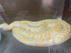 -上海大自然野生昆虫馆