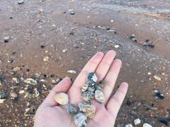 -日照海滨国家森林公园