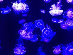 -成都浩海立方海洋公园