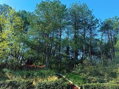 -铁山坪森林公园