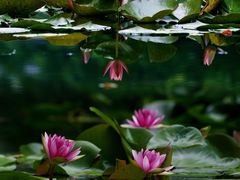 -国家植物园南园