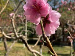 -桃花涧