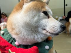 -逗柴咖啡屋·狗咖猫咖宠物桌游