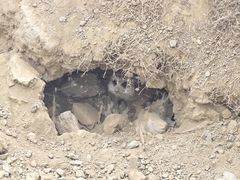 -佛冈森波拉度假区
