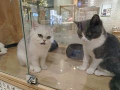 -藏猫猫咖啡主题馆(中央大道店)