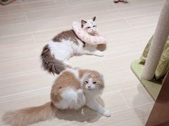 -momokira米努特·德文卷毛猫·棉花面纱犬