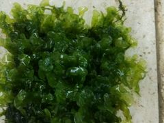 -中环花鸟鱼虫市场