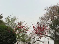 -西安青龙寺遗址景区