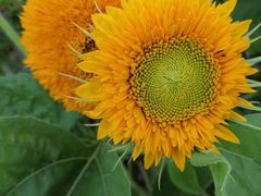 -保利·罗兰香谷