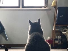 -喵百万·布偶·蓝金金渐层英短·猫舍(百子湾店)