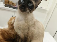 -喵园·猫主题咖啡厅·撸猫·猫咖(国贸店)