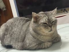 -瑞派宠物医院·犬猫全科·猫友好(宾水西道店)