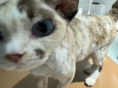 -琪喵猫屋·撸猫猫咖·猫舍