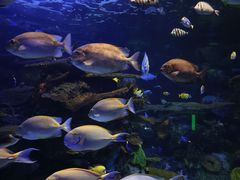 -瑞普利水族馆