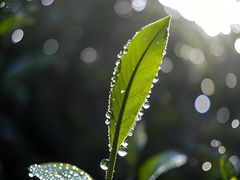 -华祥苑茶馆•国缤茶小蓝罐(普罗旺斯店)