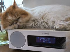 -有猫主题·治愈系猫咖(曾厝垵店)