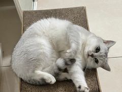 -瑞派康怡24h宠物医院·犬猫医疗中心·微创绝育(瑞景分院)