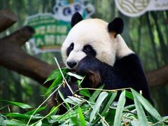 -广州长隆野生动物世界