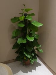 -厦门美莱整形美容医院