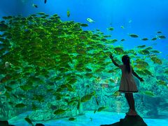 -芜湖新华联大白鲸海洋公园