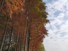 -太湖湖滨国家湿地公园-停车场