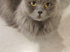 -飞行喵MR PILOT|猫舍·猫咖(静安大融城店)