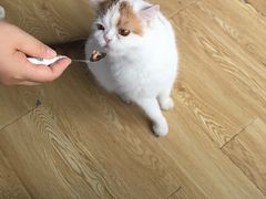 -Cappucimeow猫咪咖啡馆(韦伯时代店)