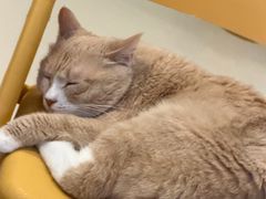 -平行世界·猫咖(首经贸店)