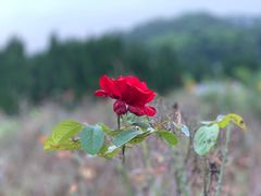 -南沙蒲洲花园