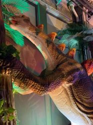 -恐龙探索乐园(磁器口店)