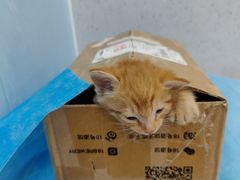 -纳吉亚猫专科动物诊疗中心(蒋宅口分院)