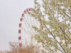 -顾村公园