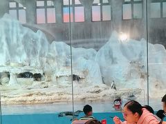 -帝企鹅自助餐厅•儿童岛•真企鹅(长隆企鹅酒店)