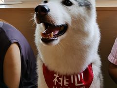 -Husky Go! 哈士奇体验馆·宠物咖啡厅狗咖