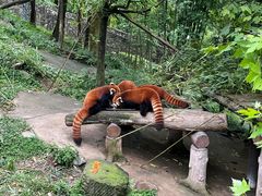 -都江堰中华大熊猫苑