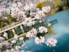 -名古屋城