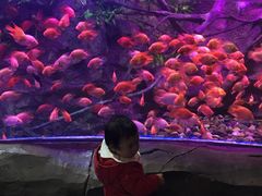 -梦幻海洋王国(吾悦广场张家港店)