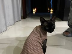 -巴拉吉·SPA·按摩养生馆